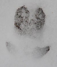 Wildschwein-Trittsiegel